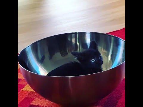 Kitten Jumps In And Out Of Salad Bowl And Plays With It Video.