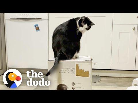 Cats Become Completely Obsessed With Mom's Vitamix Box #Video