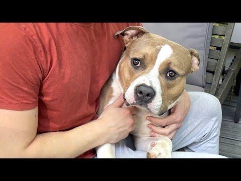 Dog left at shelter just wants a forever home #Video