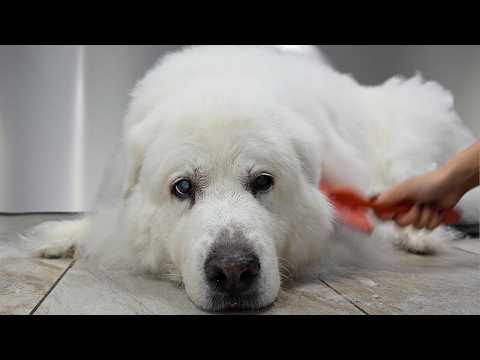 This Great Pyrenees Hadn't Been Groomed In 10 Years...Watch Her Life Changing Transformation #Video