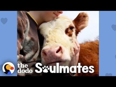 Girl Changes Her Whole Life To Save Her Cow Best Friend | The Dodo Soulmates