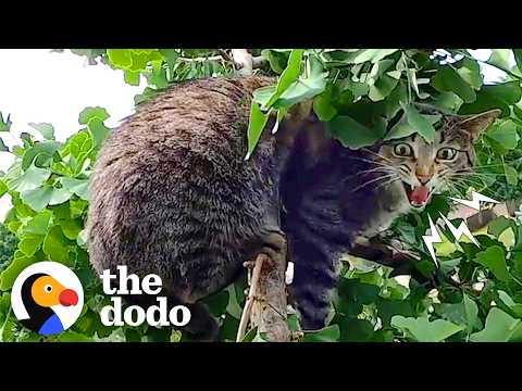 Cat Has Been Stuck On Top Of 50ft Tree For TWO DAYS #Video