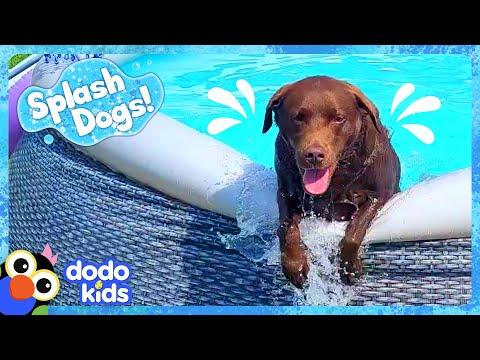 Goofy Dog Keeps Spilling All The Pool Water! | Dodo Kids #Video