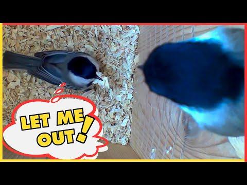 Inky Won't Let Her Mate Philbert Out | Adorable Chickadee Nest Behavior #Video