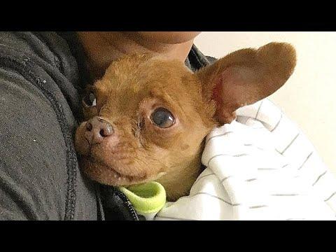 Tiny shelter dog lived like no other #Video