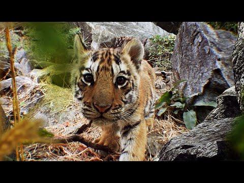 Elephant Films 10 Day Old Tiger Cub Collarwali #Video