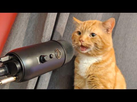 When Your Cat Is a TED Talk Speaker #Video