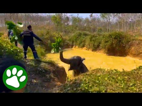 Elephant Trapped in Pond - Rescuers Get Creative #Video