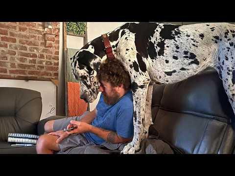 When You Have a Big Dog, You Get 100 Pounds of SILLY! #Video