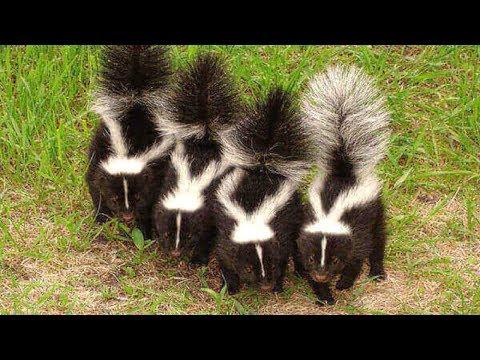 Skunk - A Cute Skunk And Funny Skunks Videos Compilation || NEW HD