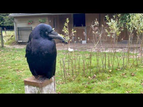 Kobus takes a nap #Video