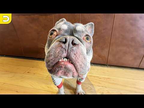 The Dumbest Pet Videos on the Internet | YOUR Daily Dose of Pets #Video