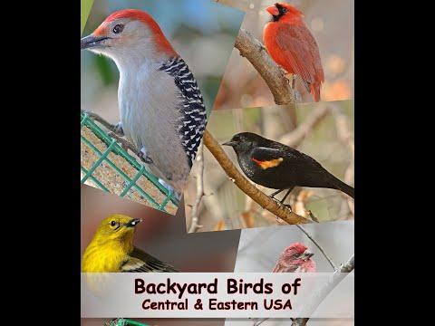 Identify Your Common Backyard Birds