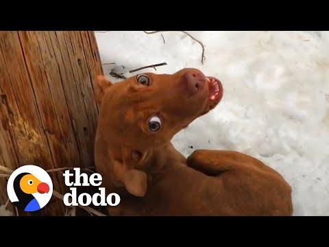 Puppy Abandoned In A Snowstorm Demands All His Dad's Attention Now #Video