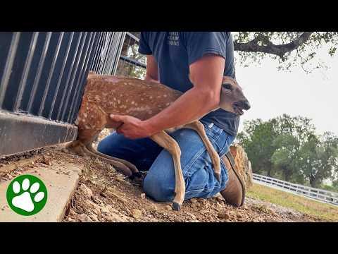 Kindhearted couple pulls stuck baby deer from fence #Video