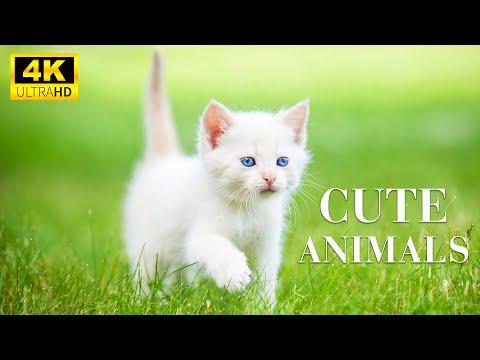 CUTE BABY ANIMALS - 4K (60FPS) ULTRA HD - With Relaxing Music (Colorfully Dynamic) #Video
