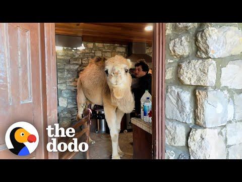 Rescued Camel Keeps Breaking Into His Dad's Kitchen #Video