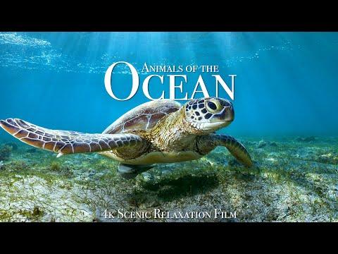 Animals of the Ocean 4K - Scenic Wildlife Film With Calming Music #Video