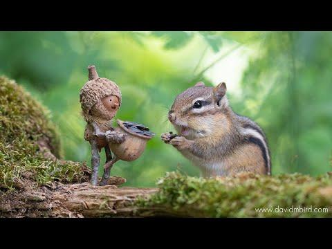 Becorns Episode 2: Attack of the Squirrels #Video