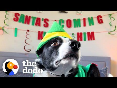 Dog Insists On Watching 'Elf' 50 Times #Video