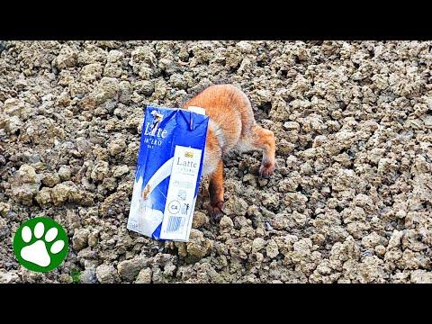 Adorable baby fox pulled from milk carton #Video