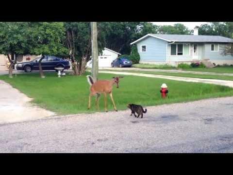 cat and deer video