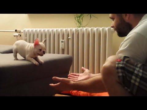 The Forever Life Jacket | French Bull Dog #Video