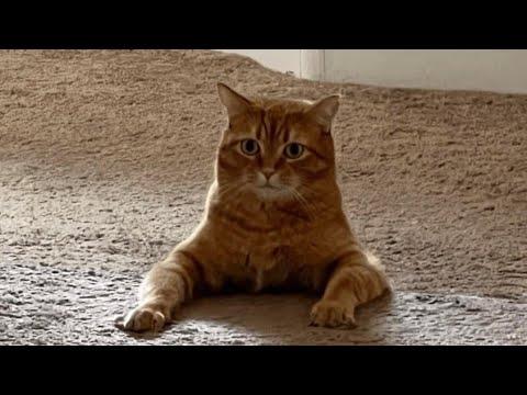 I Wish Cats Were Real #Video