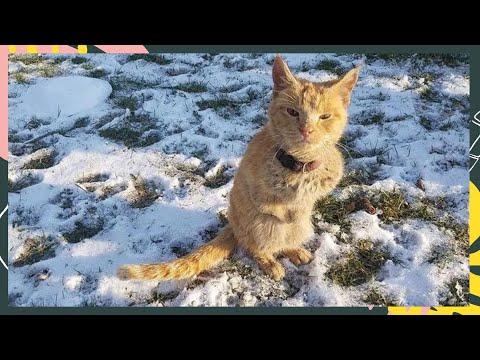 Cat Walks Up to Woman Like a Kangaroo and Is So Happy to Get Rescued #Video