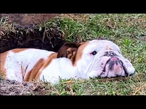 Dog Thinks He Owns All The Holes In The World #Video