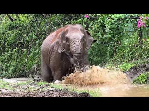 After the Rain, Time to Play! - ElephantNews  #Video