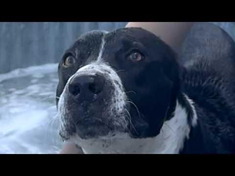 Bullied street dog is so happy to finally have a friend #Video