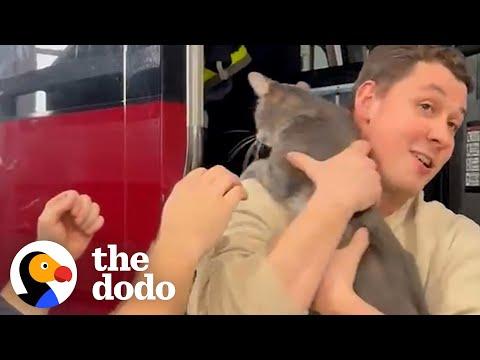 Firefighters Rescue Kitten At Fire Station #Video