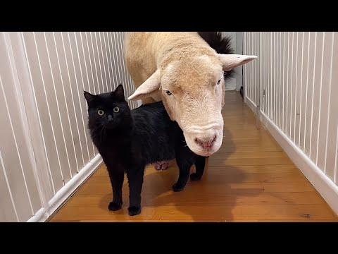 Who said Cats couldn't make friends #Video