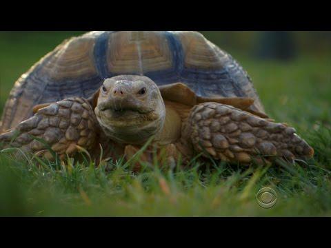 Seeking: NYC tortoise walker