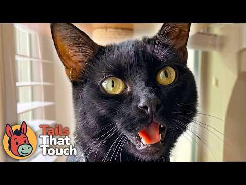 Crying Cat Showed Up At Their Door… Then Everything Went Wrong #Video