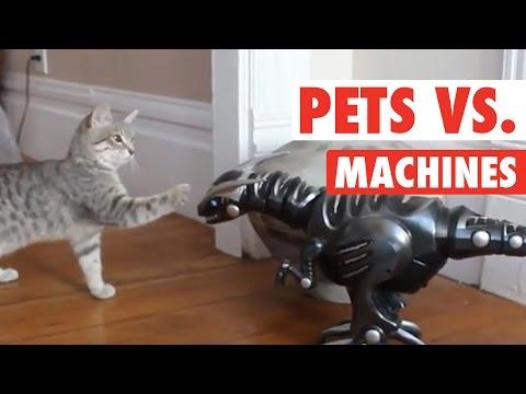 Pets Vs Machines