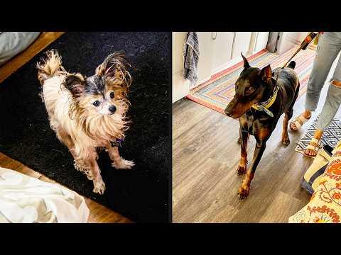 He Stood His Ground | YOUR Daily Dose of Pets #Video