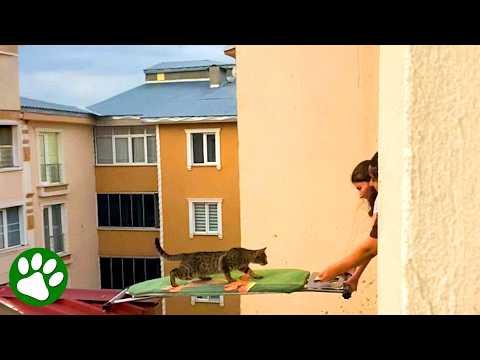 Terrified Cat Takes a Leap of Faith to Reach Safety #Video