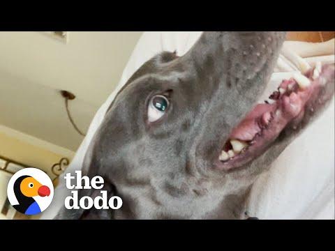 Dog Fighting For Life On The Street Meets His Foster Sibling #Video