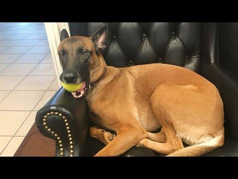 Funny BELGIAN MALINOIS Moments You Never Expected! #Video