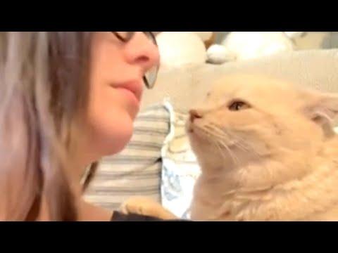 Rescue cat's obsessed with mom #Video