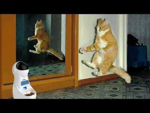 Cat's love story with the automatic feeder! Funny Cat Video 2024 #Video