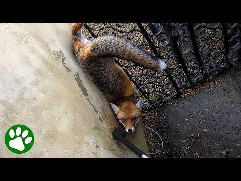 Helpless fox trapped in iron gate #Video