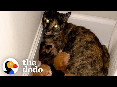 Woman Finds Stray Mama Cat And Kittens Outside Her Office #Video