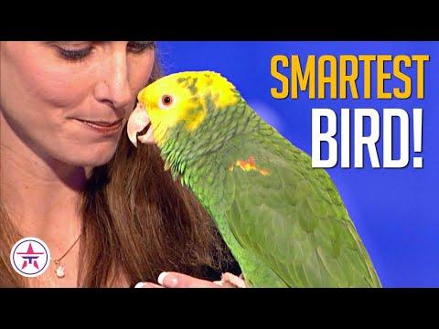 WHAT?! Echo The Talking Bird on AGT! #Video