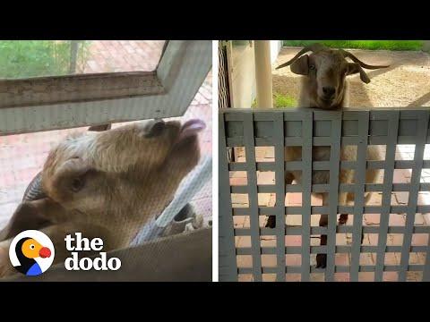 Rescued Baby Goat Begs To Come Inside The House #Video