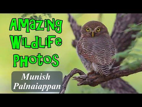 Amazing Wildlife Photography By Munish Palnaiappan