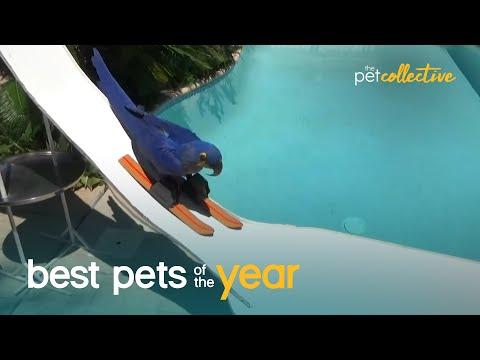 Top 20 Athletic Pets Video | Best Pets Of The Year 2020