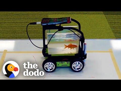 Watch This Fish 'Drive' To His Mom To Get Treats #Video